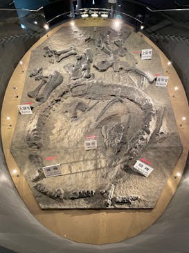 福井県立恐竜博物館に投稿された画像（2025/9/30）