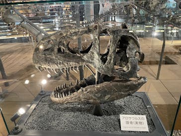 福井県立恐竜博物館に投稿された画像（2025/9/30）