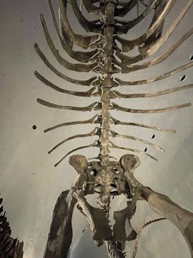 福井県立恐竜博物館に投稿された画像（2025/9/30）