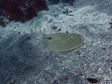 スターダイブ インターナショナルに投稿された画像（2025/9/30）