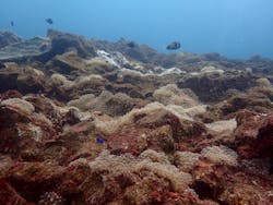 スターダイブ インターナショナルに投稿された画像（2025/9/30）