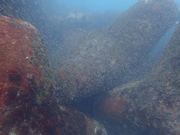 スターダイブ インターナショナルに投稿された画像（2025/9/30）