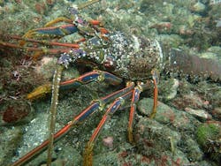 スターダイブ インターナショナルに投稿された画像（2025/9/30）