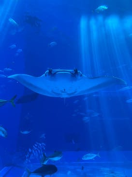 沖縄美ら海水族館に投稿された画像（2025/9/30）