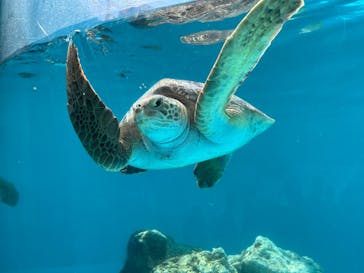 沖縄美ら海水族館に投稿された画像（2025/9/30）