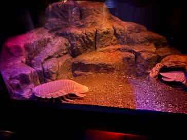 新江ノ島水族館に投稿された画像（2025/9/30）