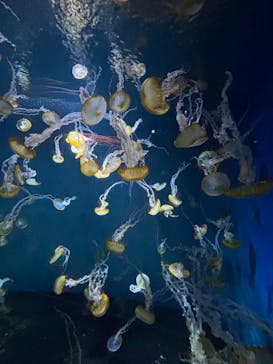 新江ノ島水族館に投稿された画像（2025/9/30）