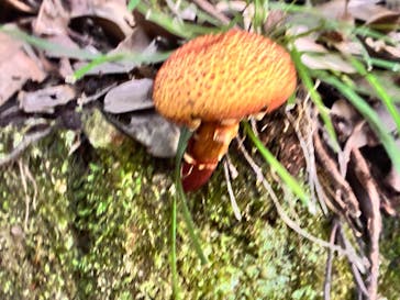 日本モンキーパークに投稿された画像（2025/9/30）