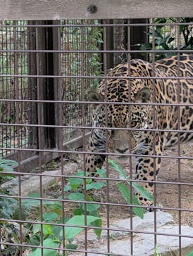 名古屋市東山動植物園に投稿された画像（2025/9/30）