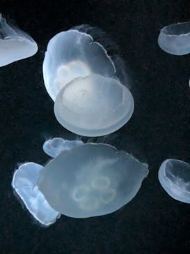 サンシャイン水族館に投稿された画像（2025/9/30）