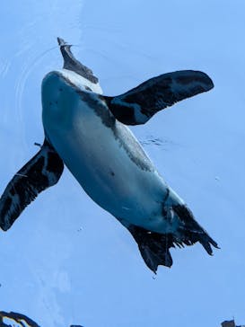 サンシャイン水族館に投稿された画像（2025/9/30）