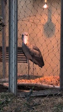 恩賜上野動物園に投稿された画像（2025/9/30）