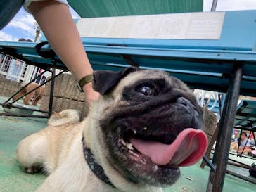 IPCわんわん動物園に投稿された画像（2025/9/30）