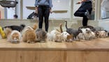 Cat Café MOFF つかしん店に投稿された画像（2025/9/30）