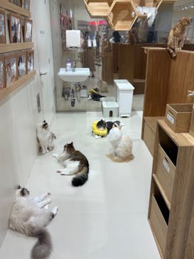 Cat Café MOFF つかしん店に投稿された画像（2025/9/30）