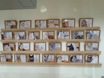 Cat Café MOFF つかしん店に投稿された画像（2025/9/30）
