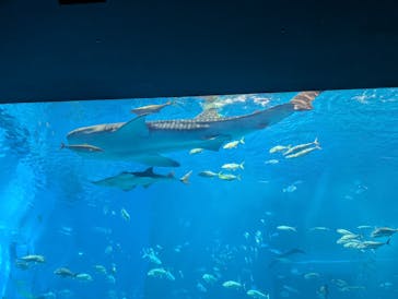 ジャンボツアーズに投稿された画像（2025/9/30）