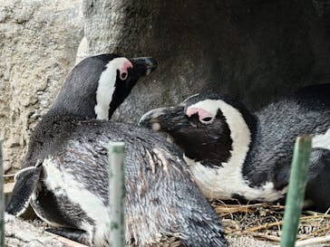 サンシャイン水族館に投稿された画像（2025/10/1）