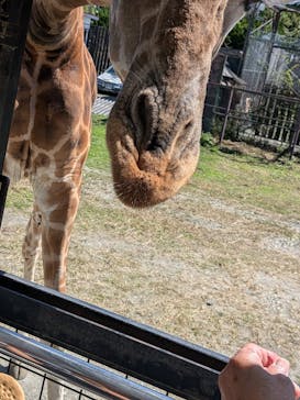 那須サファリパークに投稿された画像（2025/10/1）