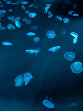 すみだ水族館に投稿された画像（2025/10/1）