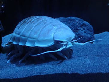 サンシャイン水族館に投稿された画像（2025/10/1）