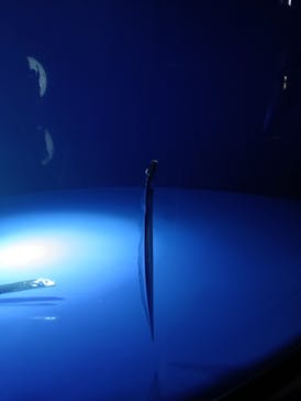 サンシャイン水族館に投稿された画像（2025/10/1）