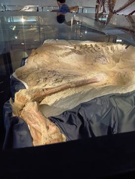 福井県立恐竜博物館に投稿された画像（2025/10/1）