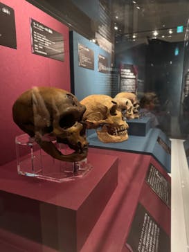 特別展「氷河期展 〜人類が見た4万年前の世界〜」（国立科学博物館）に投稿された画像（2025/10/1）