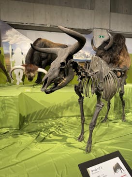 特別展「氷河期展 〜人類が見た4万年前の世界〜」（国立科学博物館）に投稿された画像（2025/10/1）