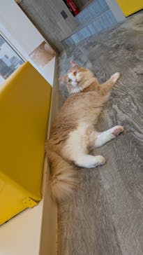 猫カフェモカ 京都河原町店に投稿された画像（2025/10/1）