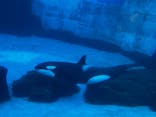 名古屋港水族館に投稿された画像（2025/10/1）