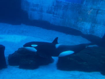 名古屋港水族館に投稿された画像（2025/10/1）