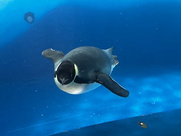 名古屋港水族館に投稿された画像（2025/10/1）