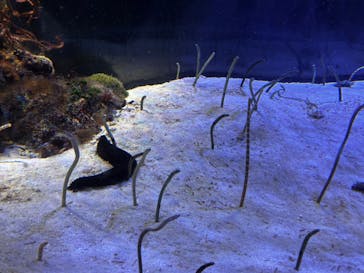 名古屋港水族館に投稿された画像（2025/10/1）