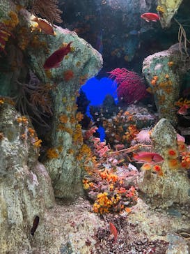 サンシャイン水族館に投稿された画像（2025/10/1）