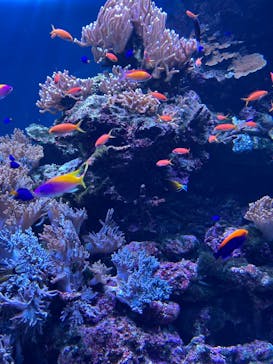 サンシャイン水族館に投稿された画像（2025/10/1）