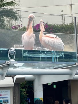 サンシャイン水族館に投稿された画像（2025/10/1）