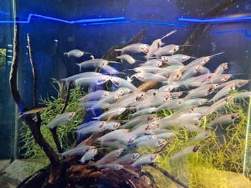 カワスイ 川崎⽔族館に投稿された画像（2025/10/1）