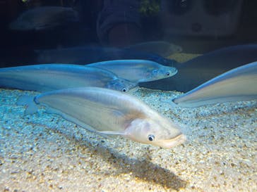 カワスイ 川崎⽔族館に投稿された画像（2025/10/1）