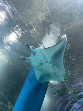 マクセル アクアパーク品川に投稿された画像（2025/10/1）