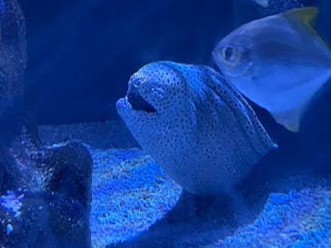 マクセル アクアパーク品川に投稿された画像（2025/10/1）