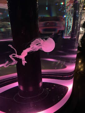 マクセル アクアパーク品川に投稿された画像（2025/10/1）