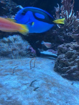 マクセル アクアパーク品川に投稿された画像（2025/10/1）