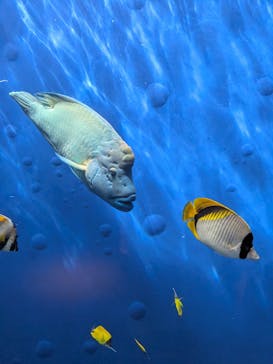 環境水族館アクアマリンふくしまに投稿された画像（2025/10/1）