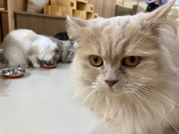 Cat Café MOFF 枚方モール店に投稿された画像（2025/10/1）