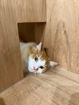 Cat Café MOFF 枚方モール店に投稿された画像（2025/10/1）