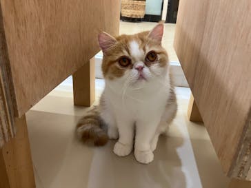 Cat Café MOFF 枚方モール店に投稿された画像（2025/10/1）