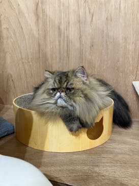 Cat Café MOFF 枚方モール店に投稿された画像（2025/10/1）
