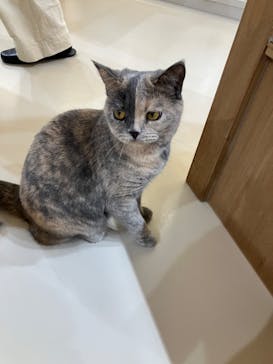 Cat Café MOFF 枚方モール店に投稿された画像（2025/10/1）