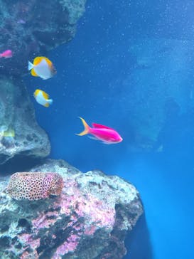 マクセル アクアパーク品川に投稿された画像（2025/10/1）